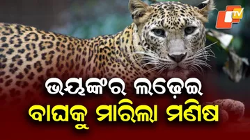 Tiger Dies After Attacking Youth at Farm in Narsinghpur, Injured Youth Shifted to Cuttack