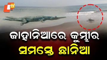Crocodile Spotted Swimming Near Astarang Coast in Jahania, astaranga