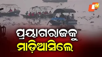 Siberian Birds Arrive Early, Bringing Winter Magic to Prayagraj's Sangam