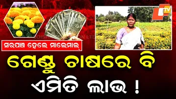 Special Story: Sarpanch Turns Successful Farmer by Cultivating Marigold Flowers