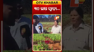 ୩୦ ଲକ୍ଷର ଅଫିମ ଚାଷ ନଷ୍ଟ #odishanews  #odishatv #otv