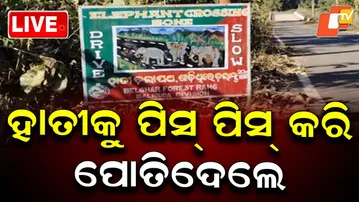 🔴Live | ହାତୀକୁ ପିସ୍ ପିସ୍ କରି ପୋତିଦେଲେ | Elephant Killed and Dumped Underground |  OTV