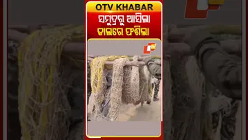 ଅସ୍ତରଙ୍ଗ ସମୁଦ୍ର ଉପକୂଳରୁ ଉଦ୍ଧାର ହେଲା ୧୦ଫୁଟିଆ ଲୁଣା କୁମ୍ଭୀର #OTVShorts #SaltwaterCrocodile