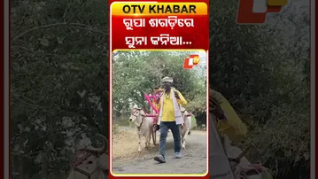 ବାହାଘର ପରେ ଅଭିନବ ବିଦାୟ, ଶଗଡ଼ ଶବାରୀରେ ଶାଶୁଘର ଗଲେ କନ୍ୟା  #OTVShorts #Sawari #Polasara