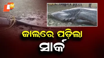 Enormous 30-Foot Fish Caught in Balasore’s Talasari