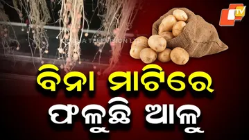 Soil-Free Potato Farming Success: Aeroponics at Gwalior Agri Varsity