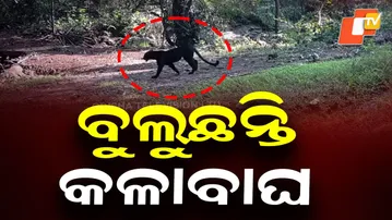 Black Leopard Count Rises to Six in Nayagarh Forest Ranges