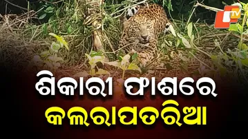 Leopard Trapped in Hunter’s Snare in Anugul Forest, Odisha