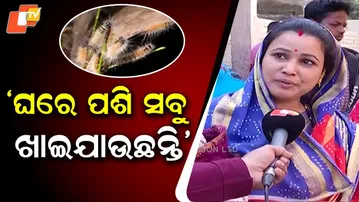 Pests swarm into homes — stored rice eaten up as Kalabuda village reels under insect invasion