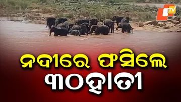 30 Wild Elephants Stranded on River Island in Keonjhar