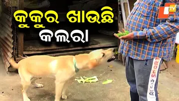 Labrador Puppy in Capital Eats Only Bananas & Milk, Surprises Netizens 🍌🐶