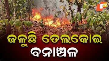 Massive Fire Engulfs Telkoi Forest in Keonjhar, Wildlife at Risk