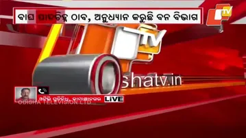 Tiger Tracks Found in Kamakshyanagar, Forest Dept on Alert