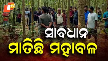 Fear Grips Kamakhyanagar as Tiger Attacks Continue — Bull Killed in Latest Incident