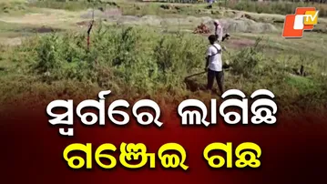 Authorities Uproot Lush Cannabis Trees in Kashmir Valley in Joint Drive