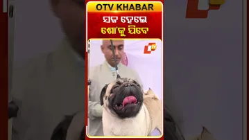 ସଜ ହେଲେ ଶୋ'କୁ ଯିବେ #DogShow #Bhubaneswar #OTV