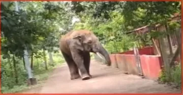 elephant