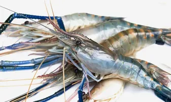 Prawn farming
