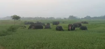 Herd of over 30 elephants enter Karanjia forest