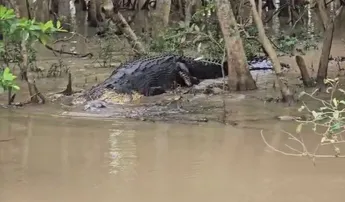 20-feet-long crocodile hunts wild boar in Odisha