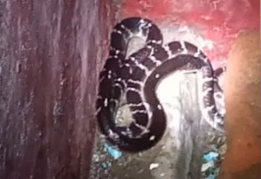 Woman and daughter die after snakebite