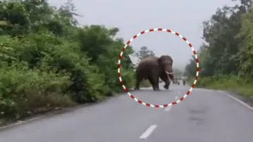 Elephant creates panic in Ganjam