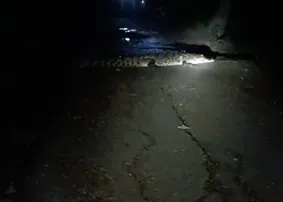 12-foot saltwater crocodile strays into Kendrapara village, sparks panic among locals