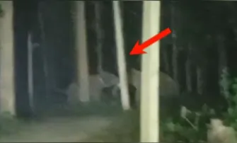 Wild showdown: Two tuskers clash on Sundargarh road, intense fight caught on camera