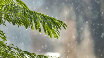 Rainfall