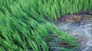 Suktel pipeline irrigation project’s first trial run marred by leaks in Odisha’s Bolangir, farmlands flooded