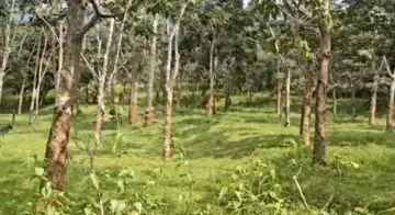 Poverty to prosperity: Rubber cultivation transforms lives of Gajapati’s tribal farmers