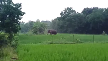 Wild elephant wreaks havoc in Odisha village; homes damaged, crops devoured