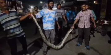 snake rescued
