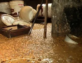 Odisha Excise dept uncovers secret country liquor distillery in Bhubaneswar