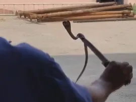 Cobra spotted near spillway of Hirakud Dam in Odisha