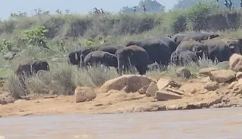 Herd of 30 elephants stuck mid-river in Keonjhar