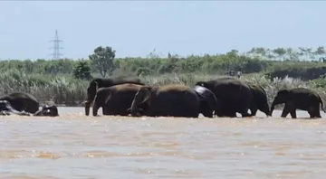 Elephant herd stranded in Keonjhar