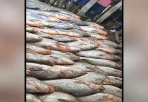 Rare ‘Telia Bhola’ fish worth Rs 1 crore caught off Digha coast