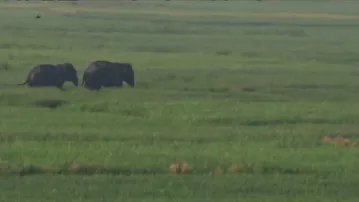 Two elephants stranded in Odisha's Athagarh