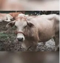 Representational Image