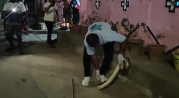 6-foot python rescued from residential area in Odisha’s Ganjam