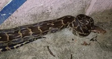 Six-foot python caught in Ganjam’s Hinjilicut, safely released into forest