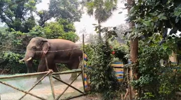 Wild Elephant Strays Into Malihata Village In Mayurbhanj,