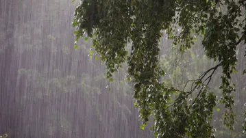Low pressure forms over BoB: Widespread rain, gusty winds to grip Odisha; no cyclone threat for now: IMD