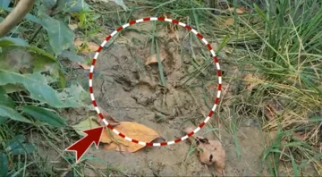 Pugmarks of a leopard were spotted