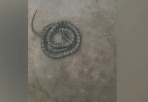 5-year-old Odisha girl dies after being bitten by snake while asleep