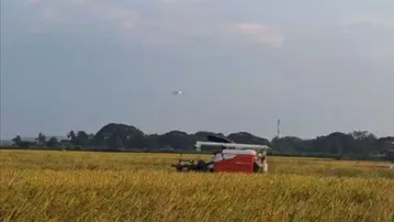 Farmers rush to harvest unripe paddy in Odisha