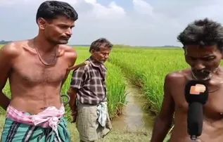 Jagatsinghpur farmers fear cyclone ‘Montha’ may wash away months of their toil