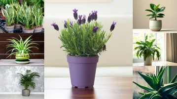 Best indoor plants