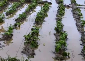 Continuous rain after Cyclone Montha worsens farmers’ plight in Odisha